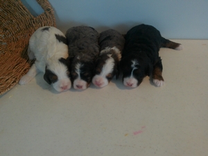 Stella & Major Litter